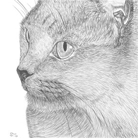 Drawings: cat